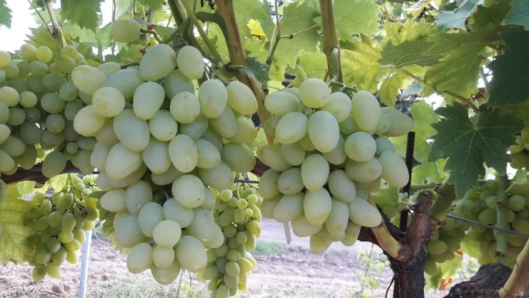 Tekirdağ’da "Günışığı" üzümü tescillendi