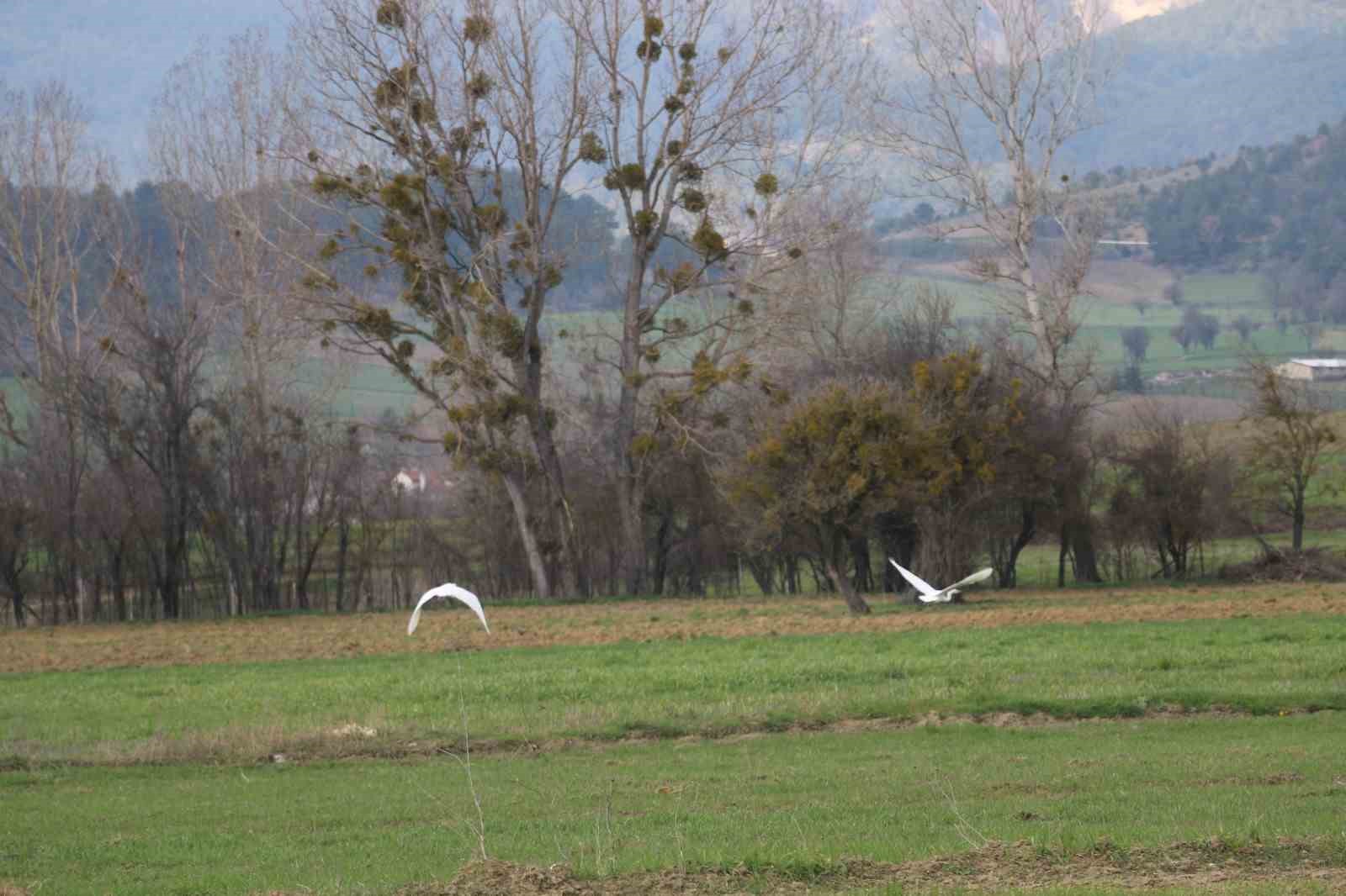 Nadir rastlanan beyaz balıkçıl kuşlar Bolu’da görüntülendi