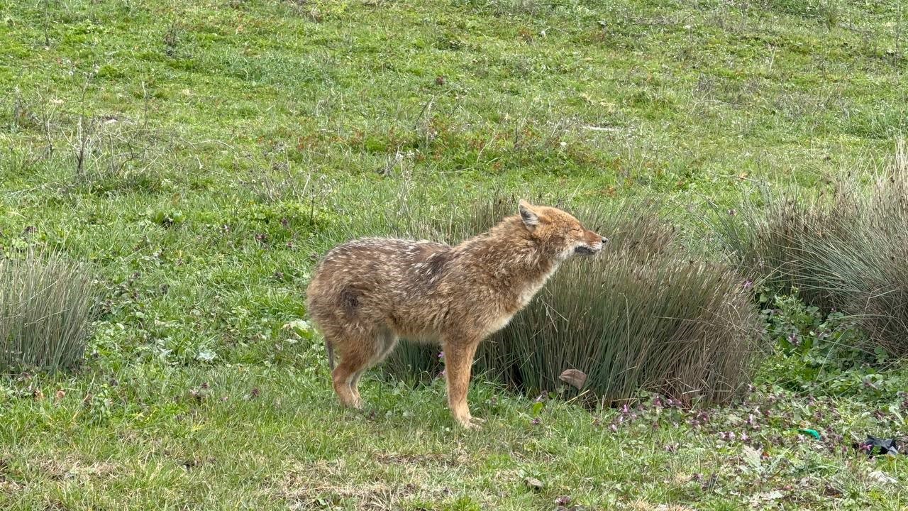 Karab&uuml;k&rsquo;te yerleşim yerine inen hasta &ccedil;akal tedavi edilip doğaya salındı
