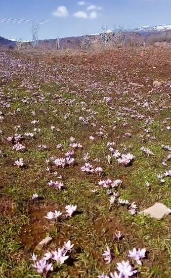 P&uuml;l&uuml;m&uuml;r Vadisi&rsquo;nde &ccedil;iğdemler yalancı bahara aldandı
