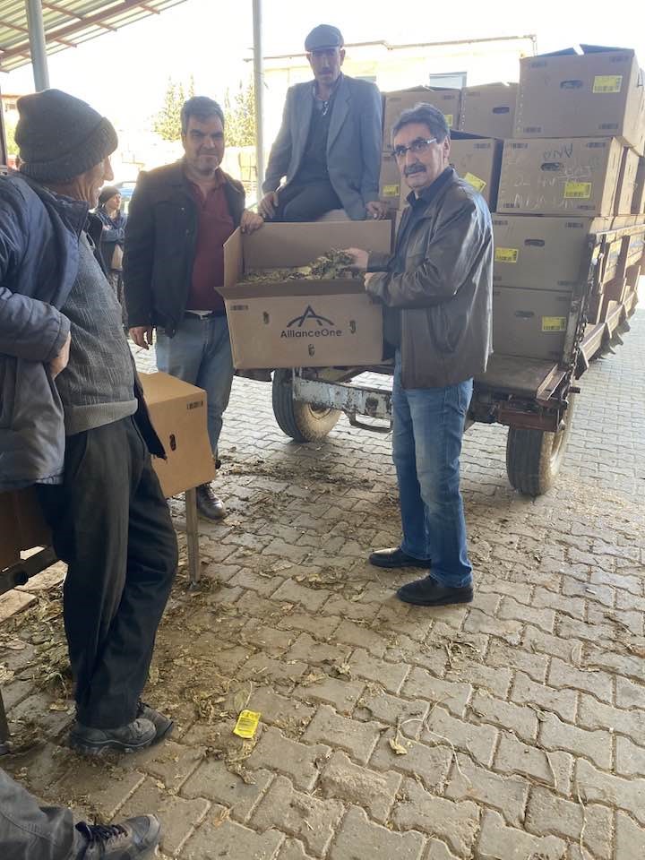 Karacasu&rsquo;da t&uuml;t&uuml;nler paketlenmeye başladı, &uuml;retici fiyatlardan dert yandı
