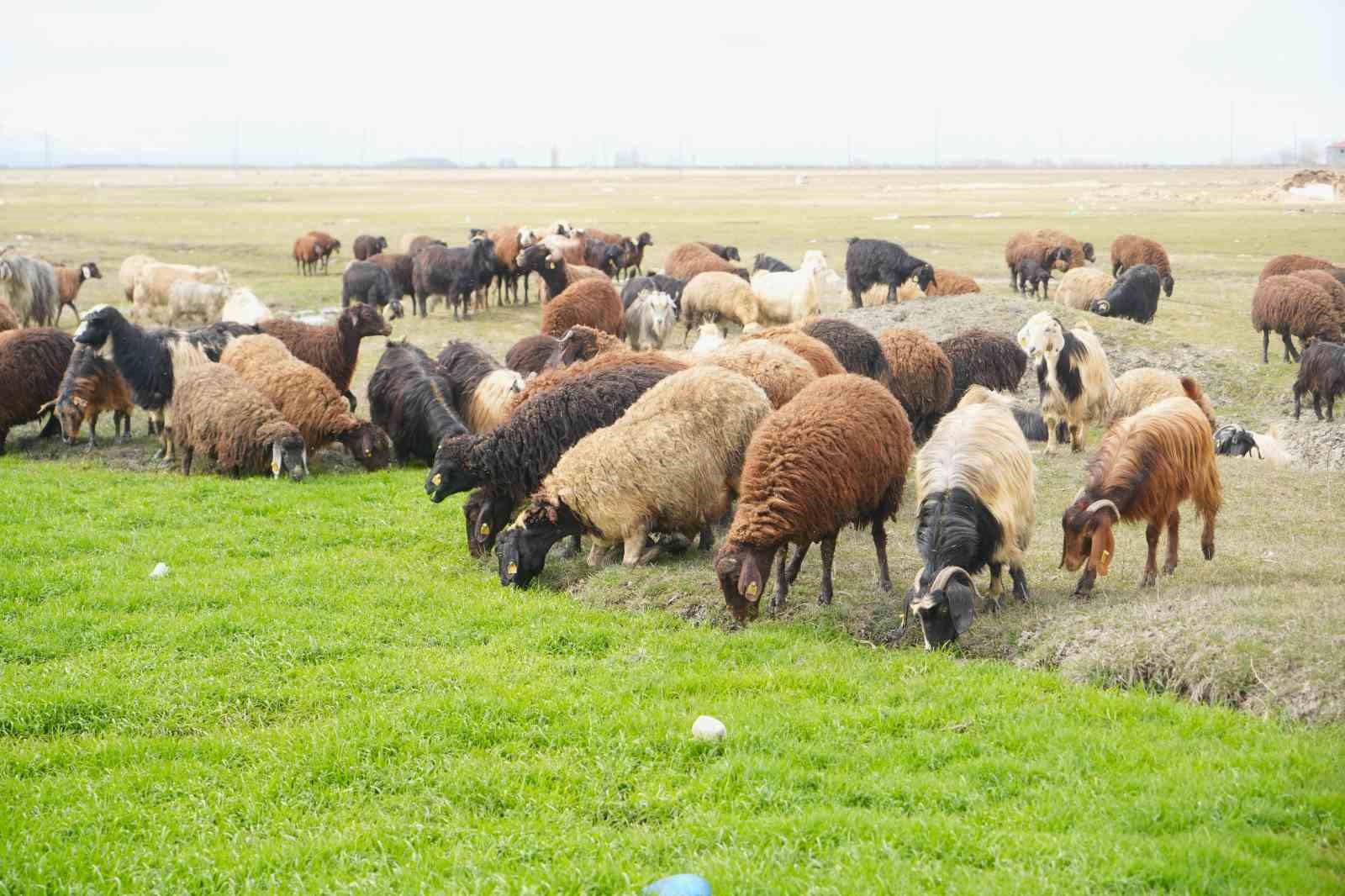 Muş&rsquo;ta kış ve bahar aynı anda yaşanıyor
