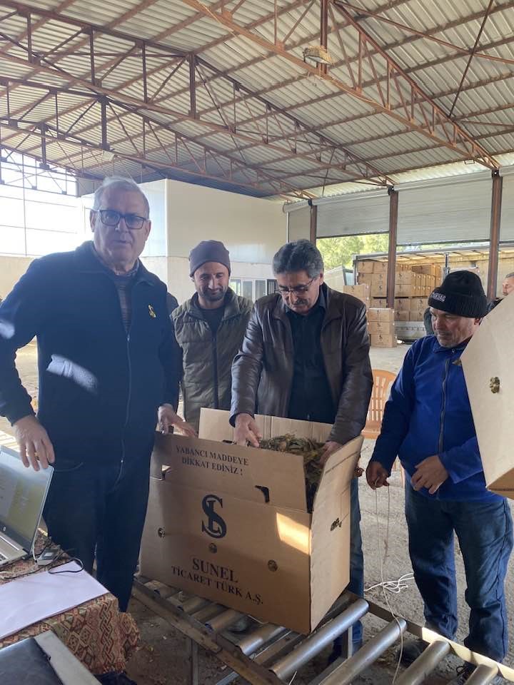 Karacasu’da tütünler paketlenmeye başladı, üretici fiyatlardan dert yandı