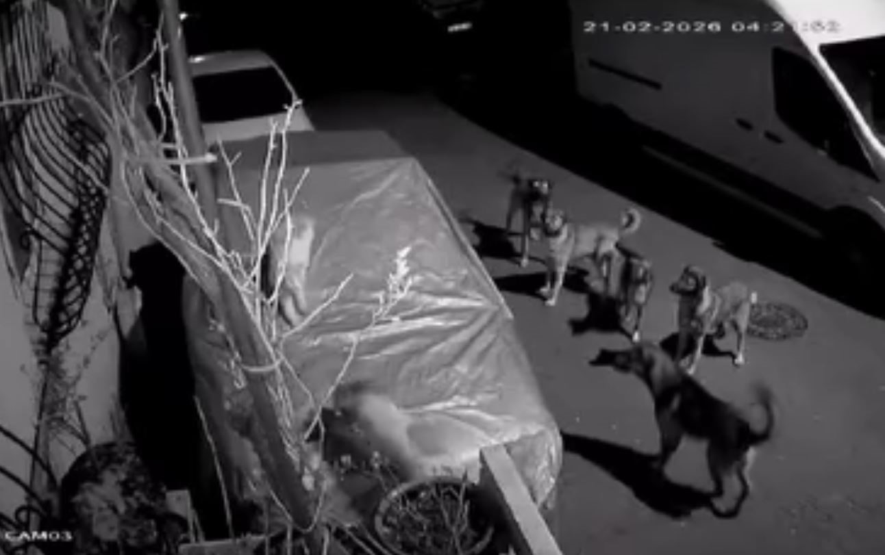 Başakşehir’de başıboş köpeklerin saldırdığı kedi öldü