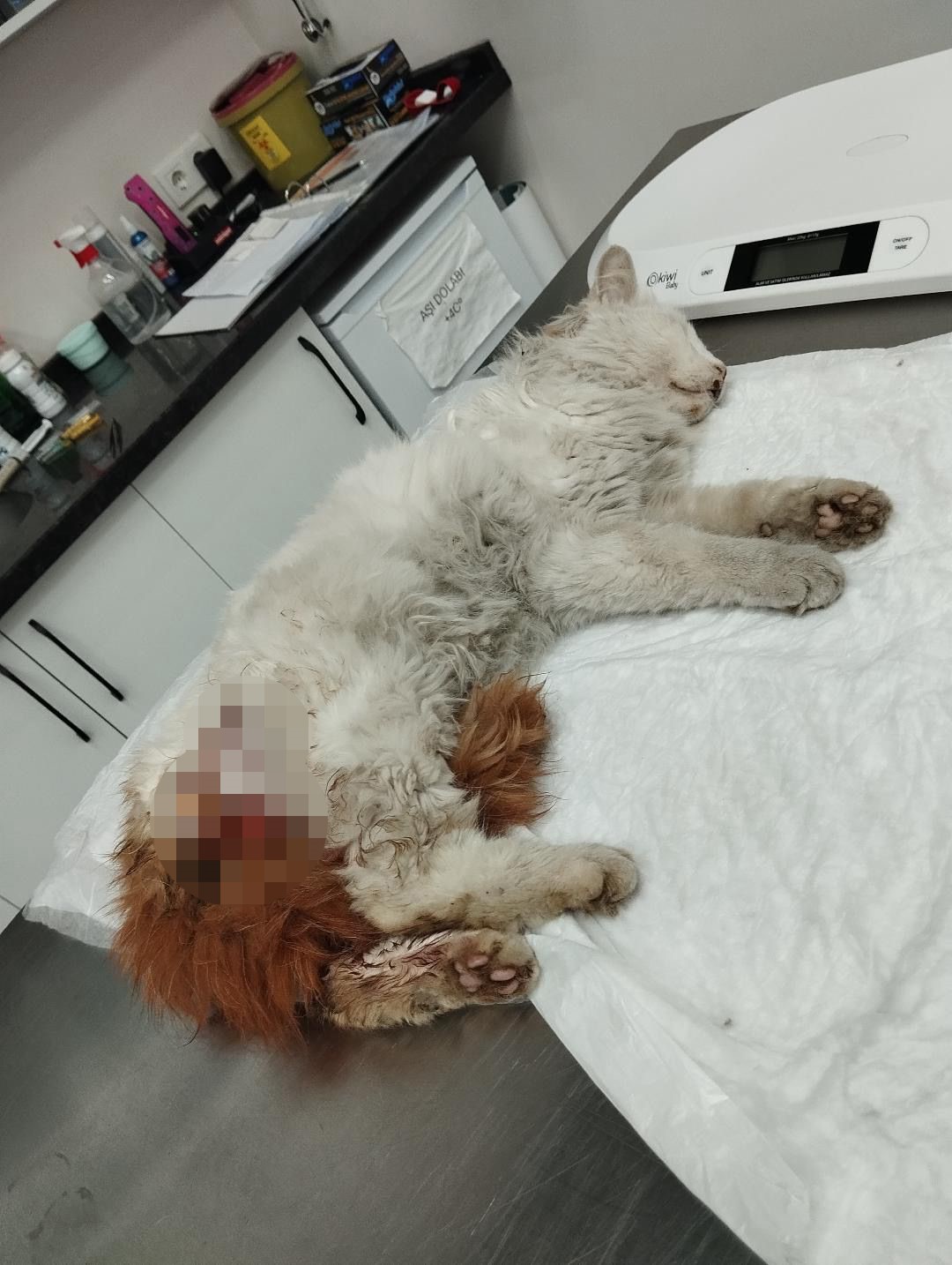 Başakşehir&rsquo;de başıboş k&ouml;peklerin saldırdığı kedi &ouml;ld&uuml;
