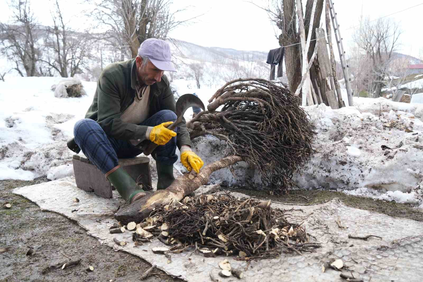 Muş&rsquo;ta besicilerin asırlık geven otu geleneği s&uuml;r&uuml;yor
