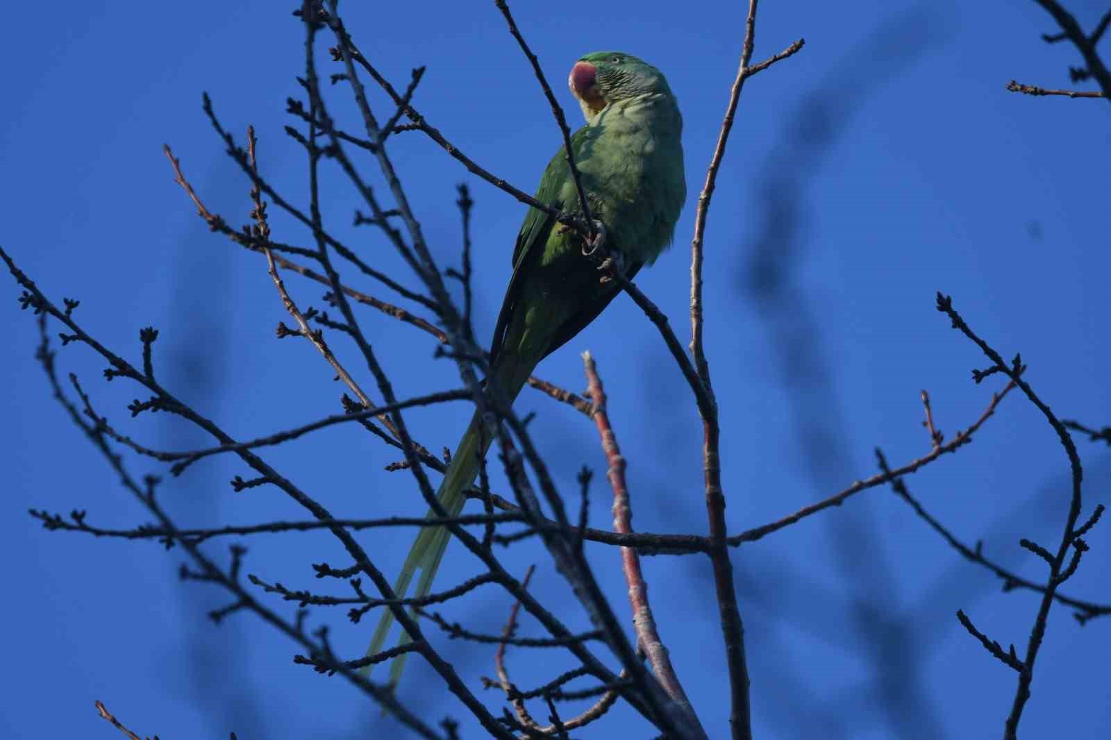 İstilacı t&uuml;r İskender Papağanı Tatvan&rsquo;da g&ouml;r&uuml;nt&uuml;lendi
