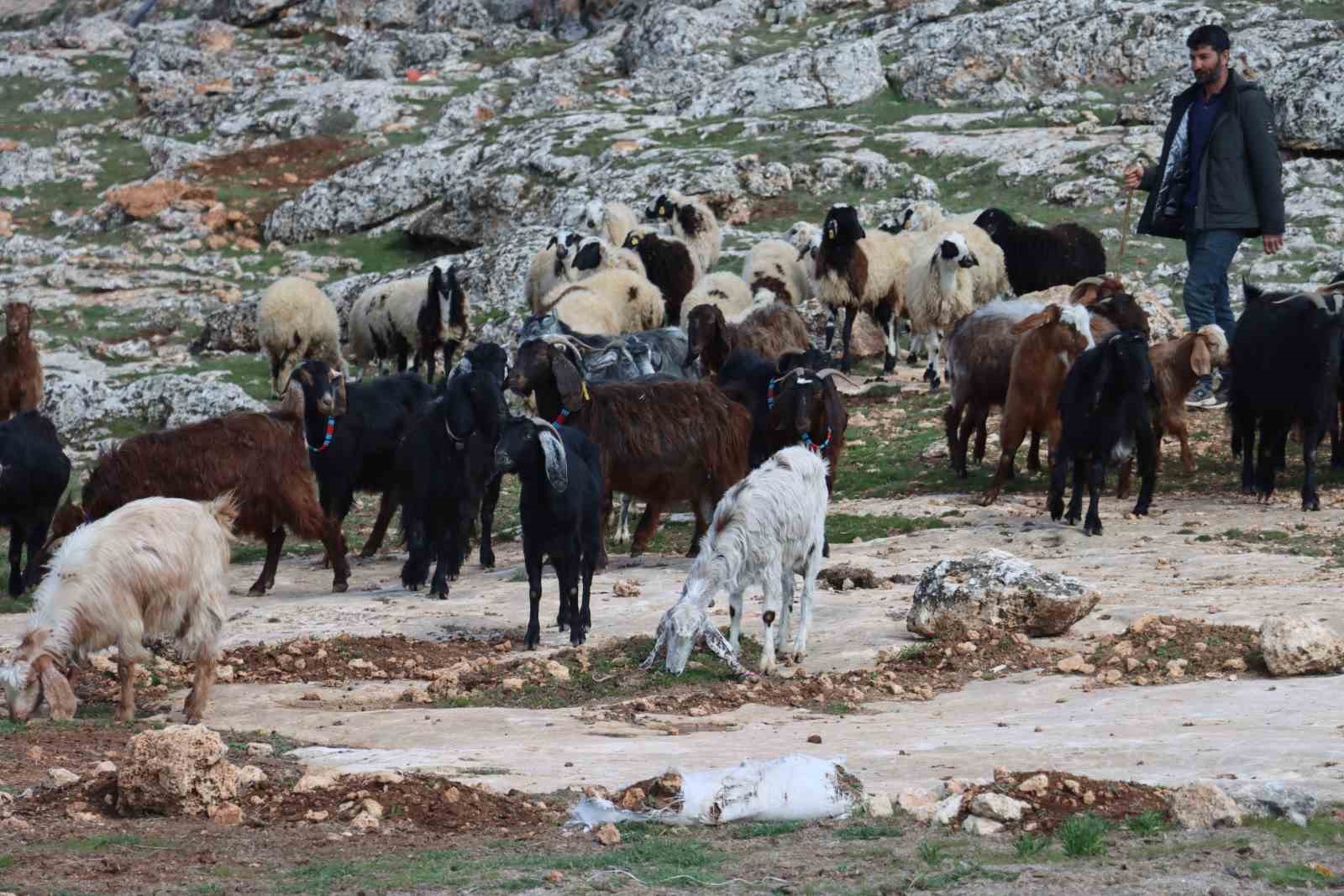 Şanlıurfa&rsquo;da beyaz &ouml;rt&uuml; yerini yeşil &ouml;rt&uuml;ye bıraktı, &ccedil;ift&ccedil;i ve besicinin y&uuml;z&uuml; g&uuml;ld&uuml;
