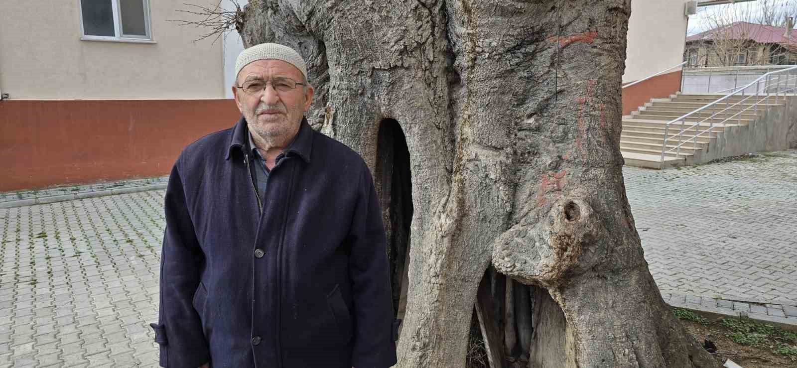 Samsun&rsquo;da asırlık &ccedil;itlembik ağacı i&ccedil;in &rsquo;koruma&rsquo; &ccedil;ağrısı
