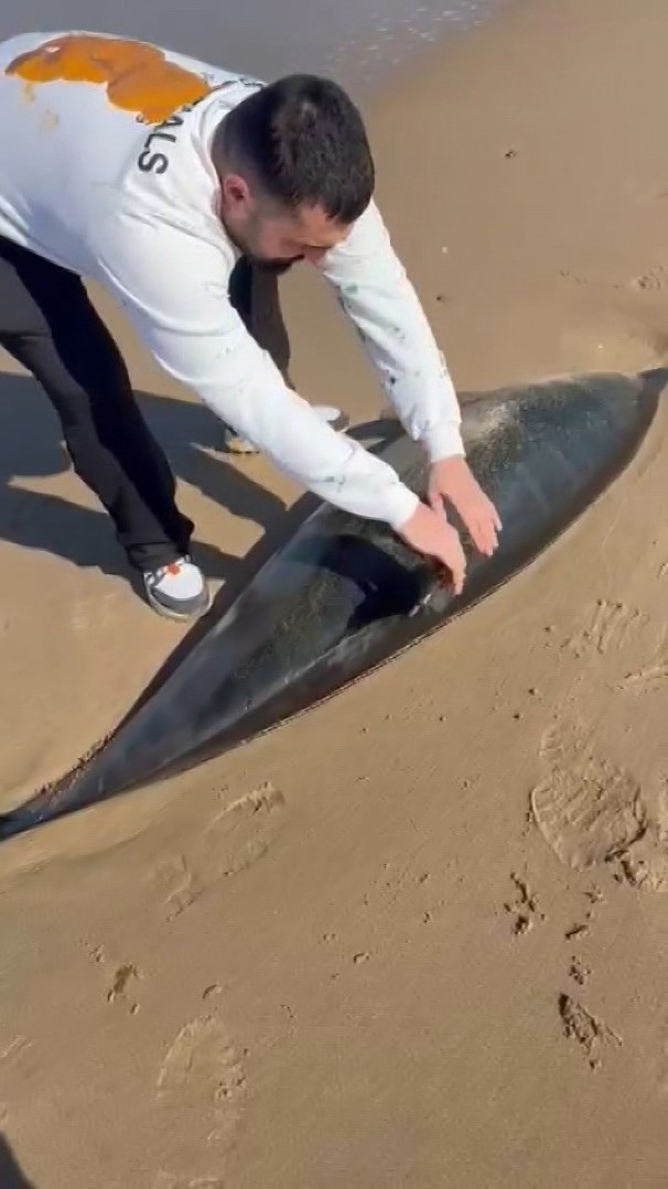 Şile’de ölü yunus kıyıya vurdu