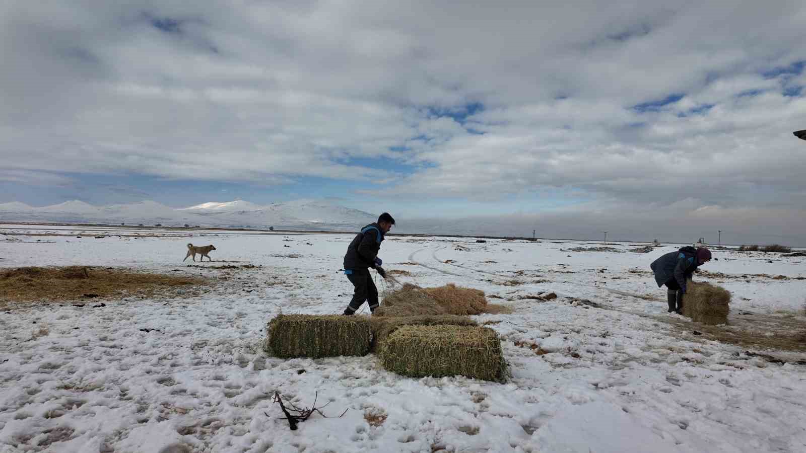 B&uuml;y&uuml;kşehirden &lsquo;dilsiz dostlara&rsquo; merhamet eli: Soğuk g&uuml;nlerde sıcak bir dokunuş
