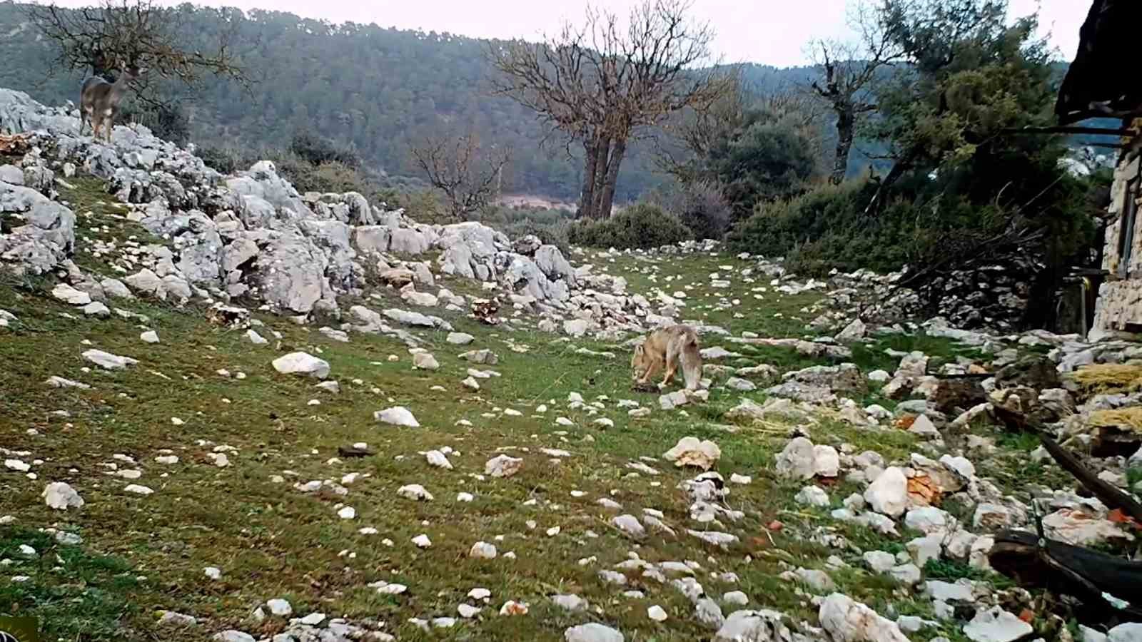 Kovada G&ouml;l&uuml; Milli Parkı&rsquo;nda yaban hayatı fotokapana yansıdı
