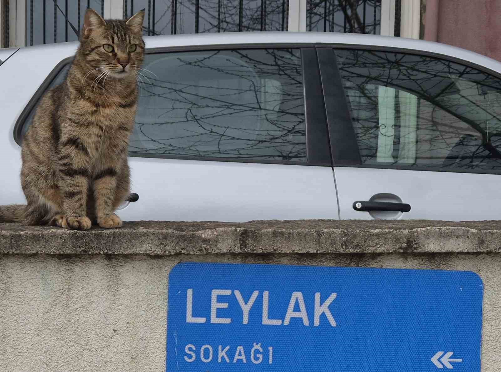 Leylak Sokak&rsquo;ta yolların bakımsızlığına tepki
