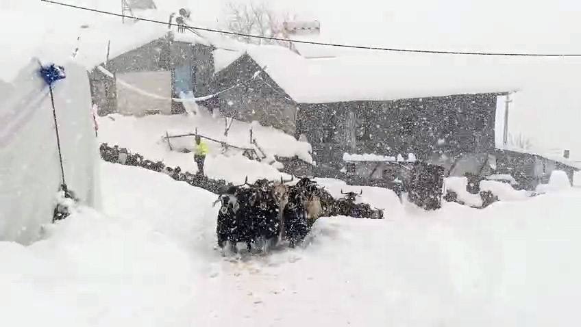 Keçilerin inadı yarım metreyi bulan kara yenilmedi