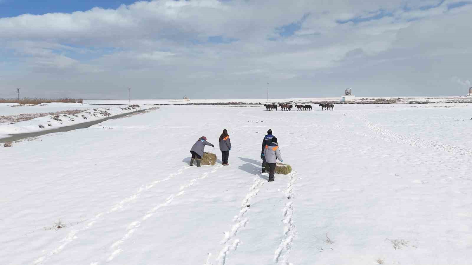 Büyükşehirden ‘dilsiz dostlara’ merhamet eli: Soğuk günlerde sıcak bir dokunuş