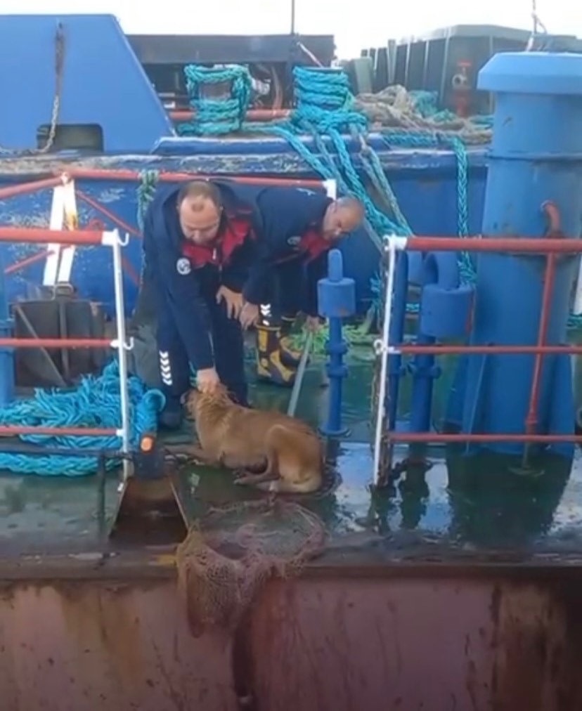 Gemiden denize d&uuml;şen k&ouml;peği itfaiye kurtardı
