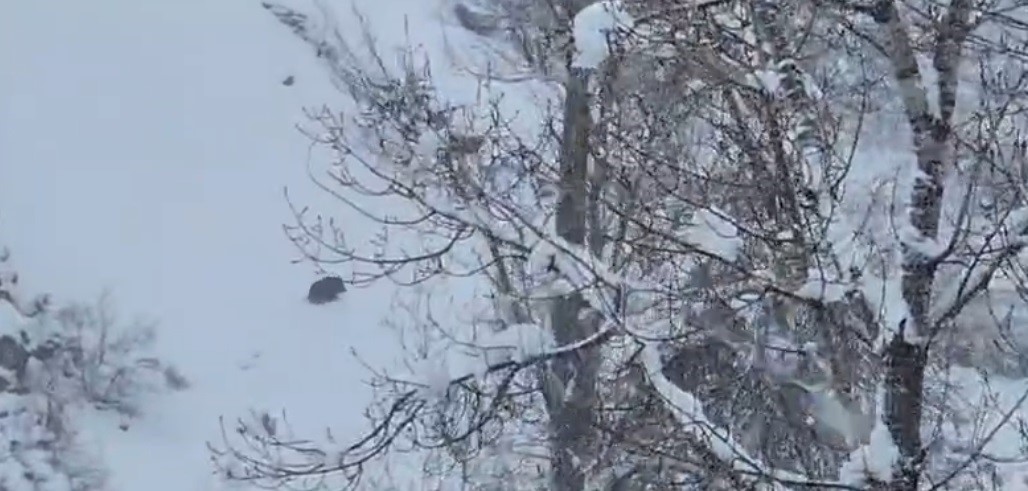 Karlı havada yiyecek arayan yaban domuzu görüntülendi