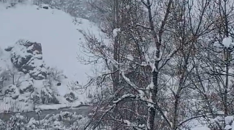 Karlı havada yiyecek arayan yaban domuzu g&ouml;r&uuml;nt&uuml;lendi
