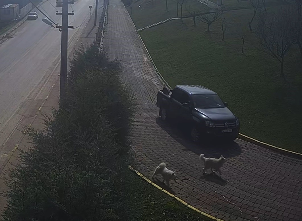 Valilik Konağı&rsquo;ndaki "k&ouml;pek &ouml;l&uuml;m&uuml;" olayının g&ouml;r&uuml;nt&uuml;leri ortaya &ccedil;ıktı
