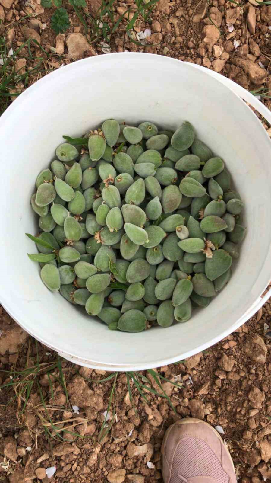 Dat&ccedil;a&rsquo;nın &uuml;nl&uuml; &lsquo;&ccedil;ağla badem&rsquo;i tezgaha inmeye hazır
