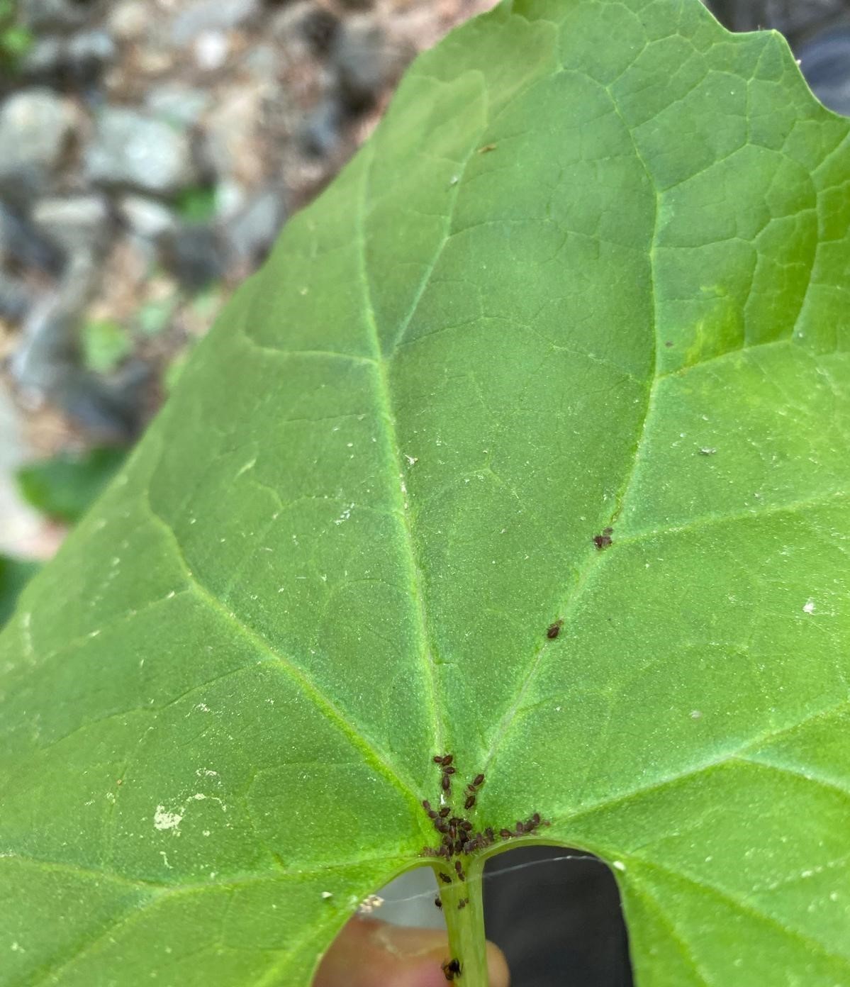 Kaz Dağları&rsquo;nda yeni bir b&ouml;cek t&uuml;r&uuml; keşfedildi
