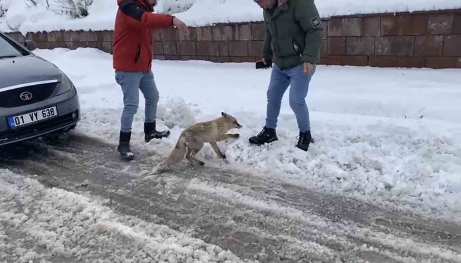 Bing&ouml;l&rsquo;de a&ccedil; kalan kızıl tilki şehir merkezine indi
