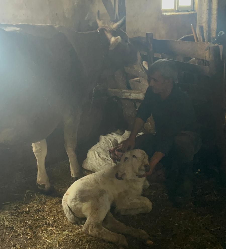 Erzurum&rsquo;da &ccedil;ift başlı buzağı d&uuml;nyaya geldi
