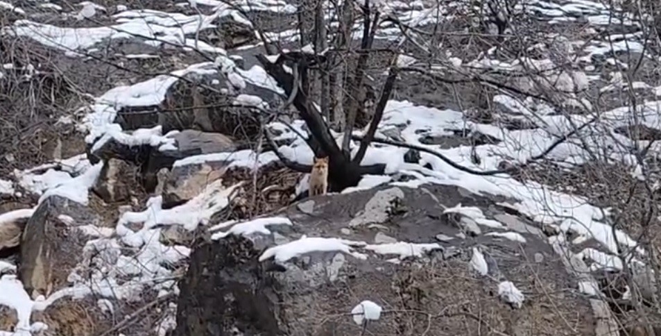 Karlar arasında yiyecek arayan tilki görüntülendi