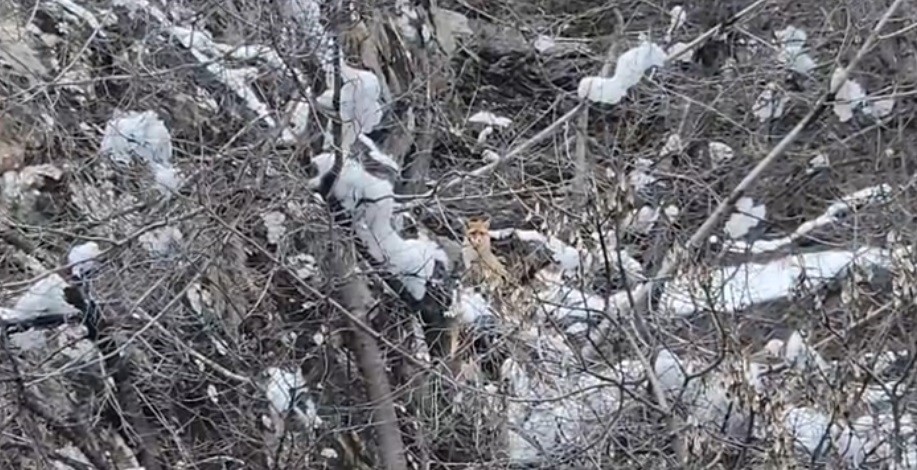 Karlar arasında yiyecek arayan tilki g&ouml;r&uuml;nt&uuml;lendi
