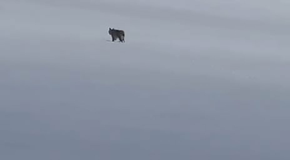 Adilcevaz’da kar üzerinde vaşak görüntülendi