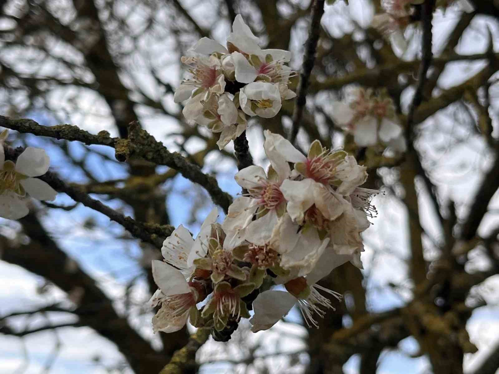Hayrabolu&rsquo;da badem ağa&ccedil;ları erken &ccedil;i&ccedil;ek a&ccedil;tı
