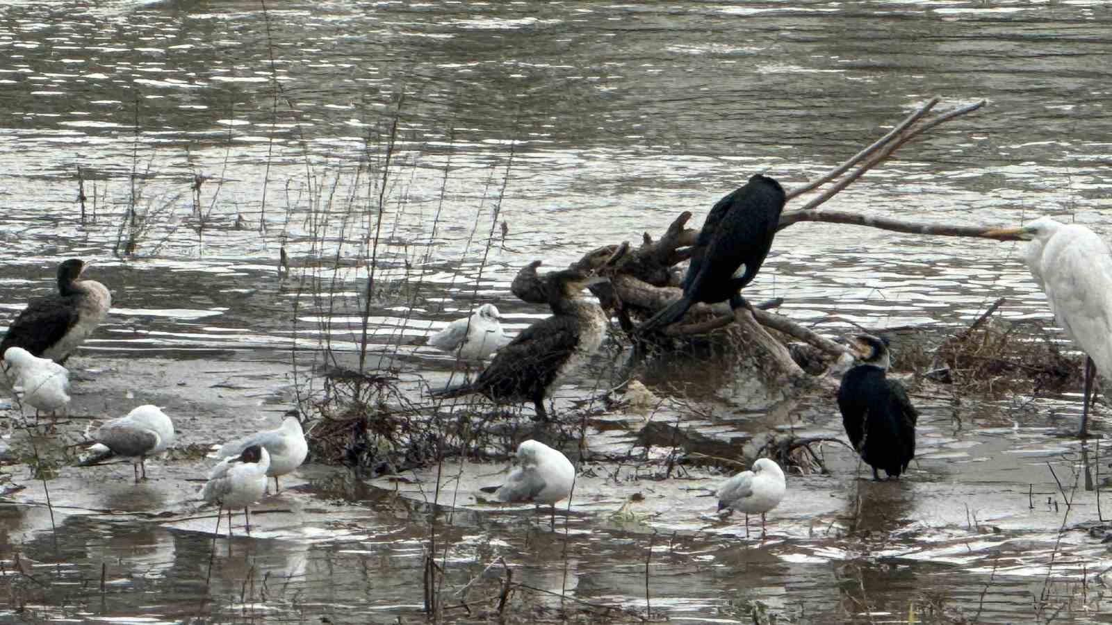 Alaplı Çayı yüzlerce kuş türüne köprü oluyor