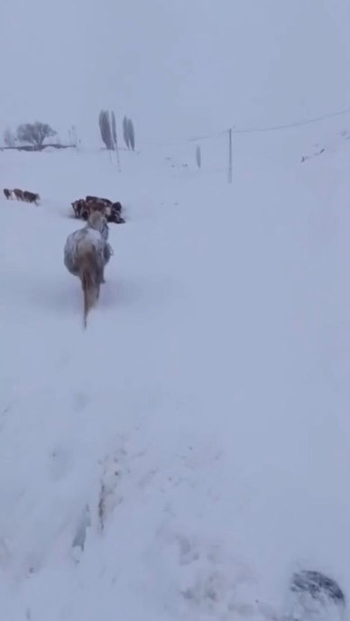 Kars’ta bu kez at kara saplandı