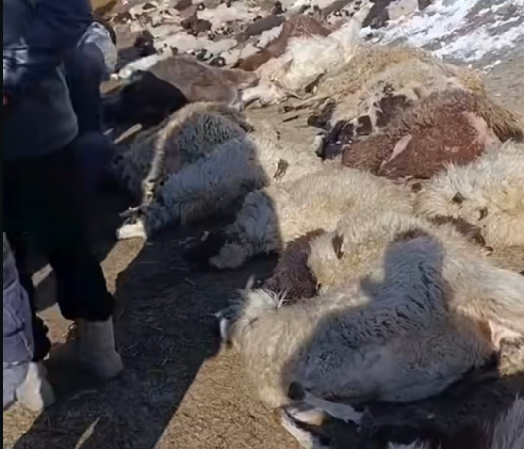 Van’da ahırda feci yangın: 67 küçükbaş hayvan telef oldu