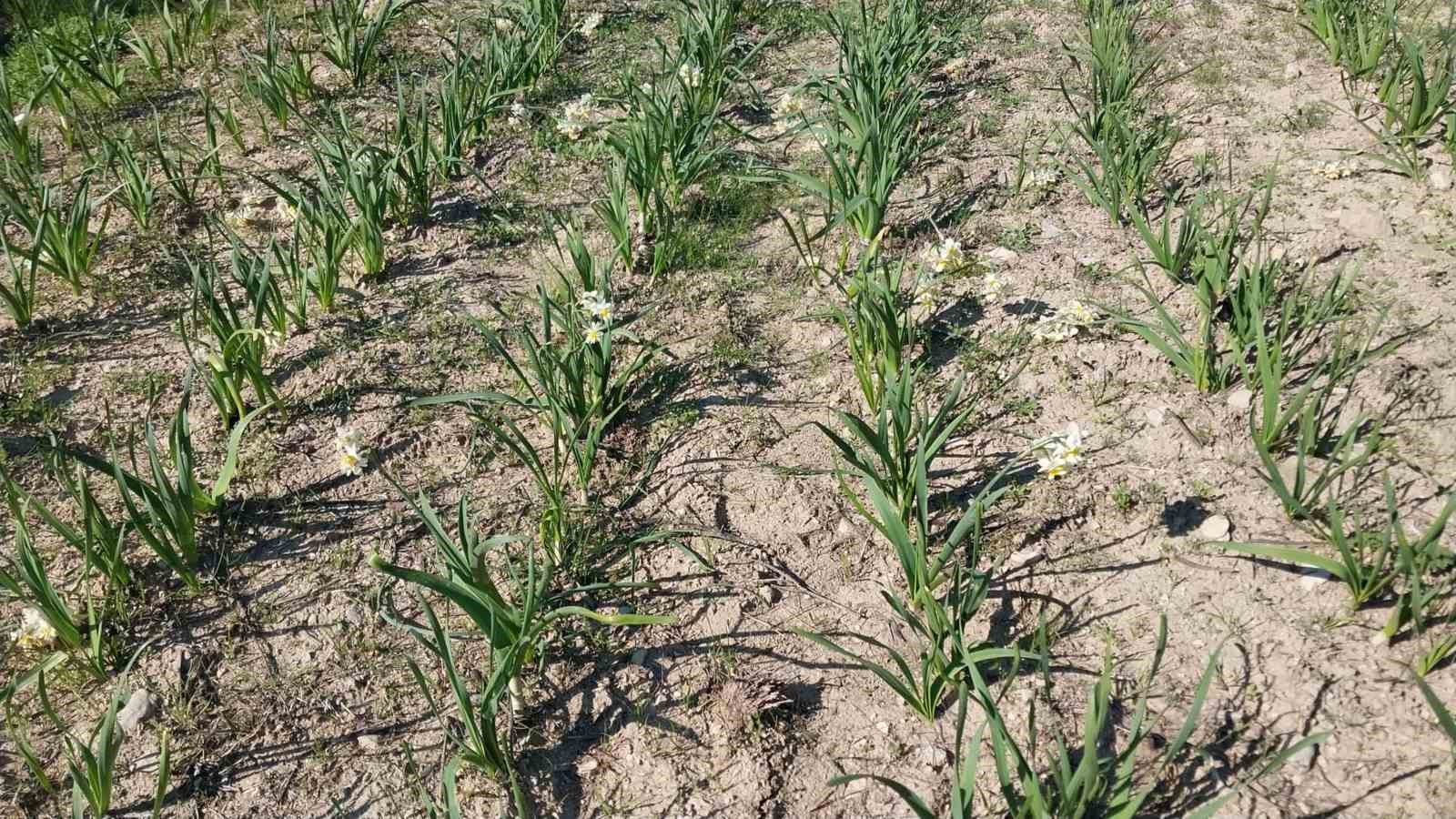 Mersin&rsquo;de baharı yaşatan nergis &ccedil;i&ccedil;ekleri gelir kaynağı oldu
