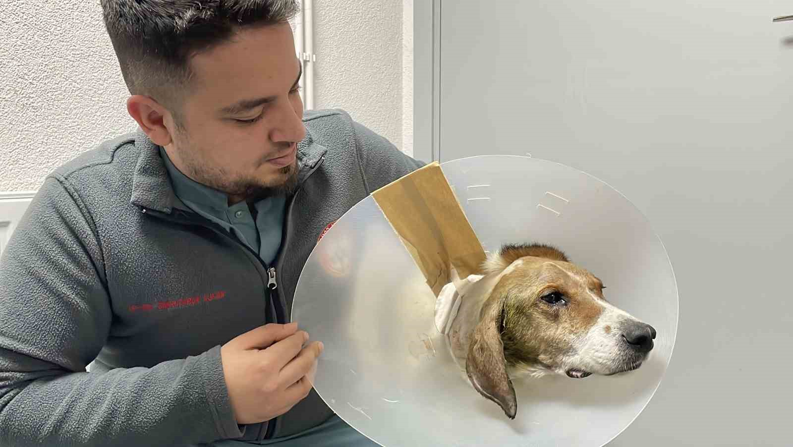 Kulağından beynine tümör yayılan sokak köpeği zorlu operasyonla hayata tutundu
