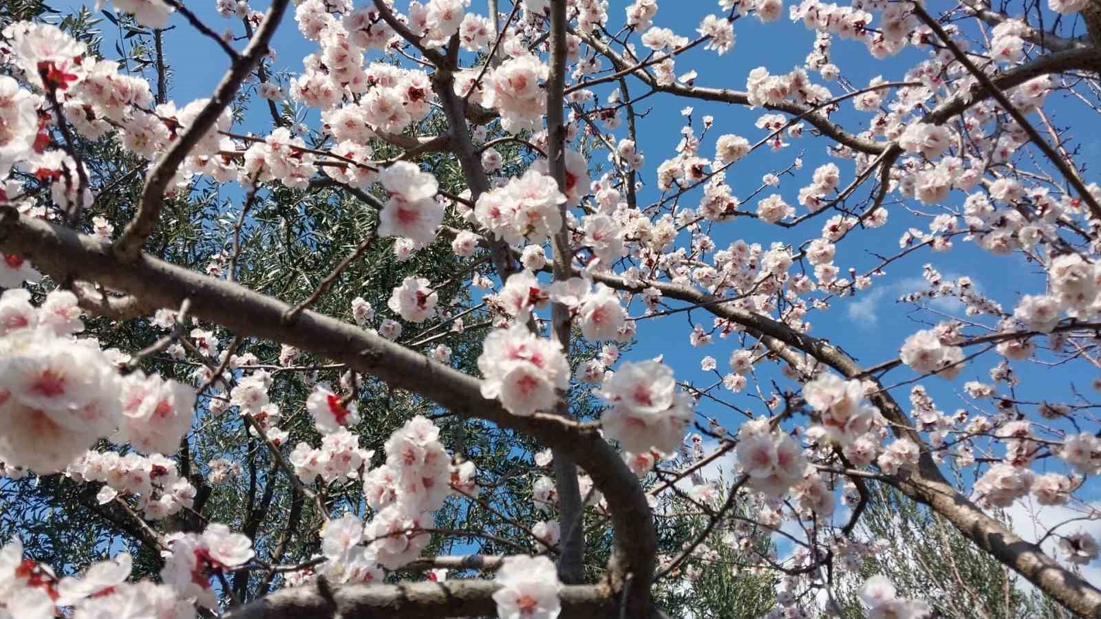 Mut&rsquo;ta kayısı ağa&ccedil;ları adeta gelinliğe b&uuml;r&uuml;nd&uuml;
