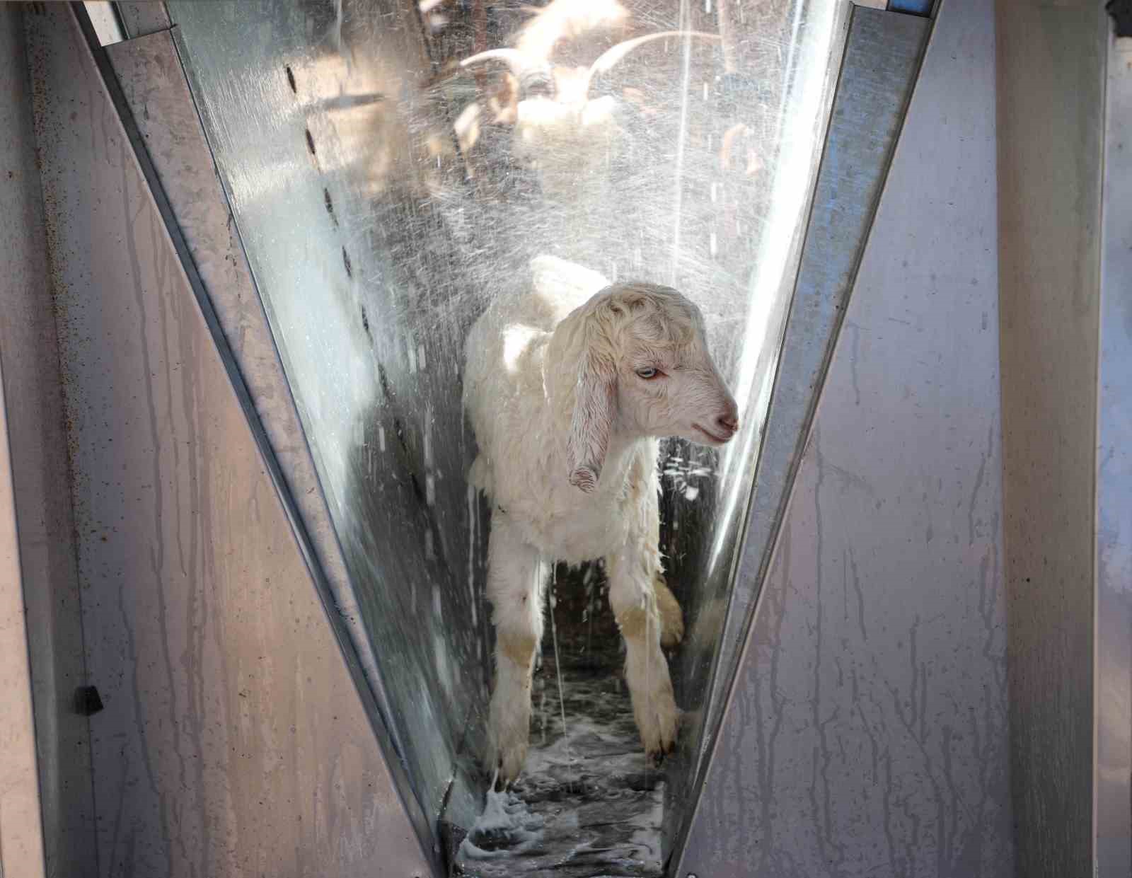 D&ouml;şemealtı&rsquo;nda k&uuml;&ccedil;&uuml;kbaş hayvanlara &uuml;cretsiz parazit uygulaması
