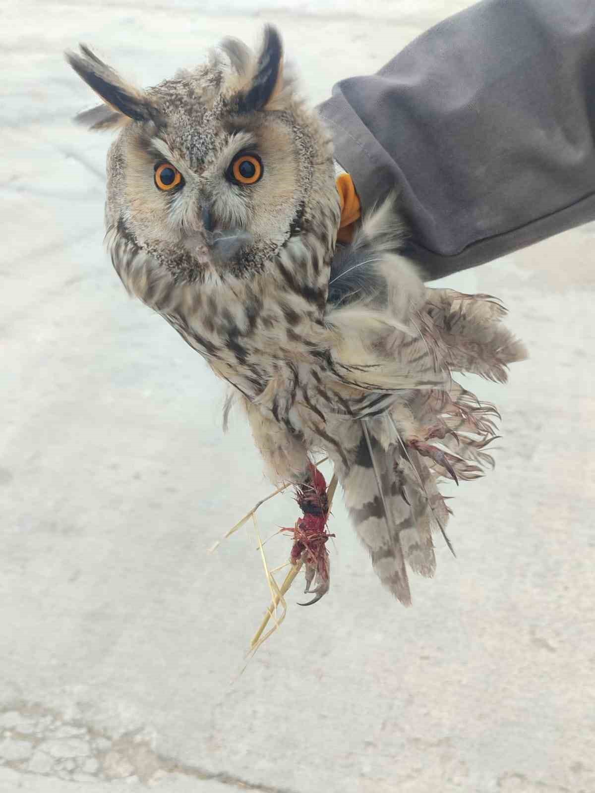 Karapınar&rsquo;da yaralı baykuş tedaviye alındı
