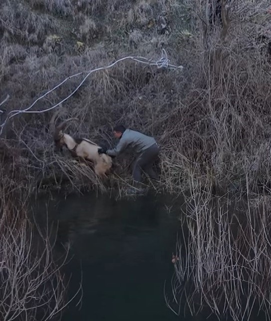 Elazığ&rsquo;da yaralı dağ ke&ccedil;isi i&ccedil;in ekipler seferler oldu
