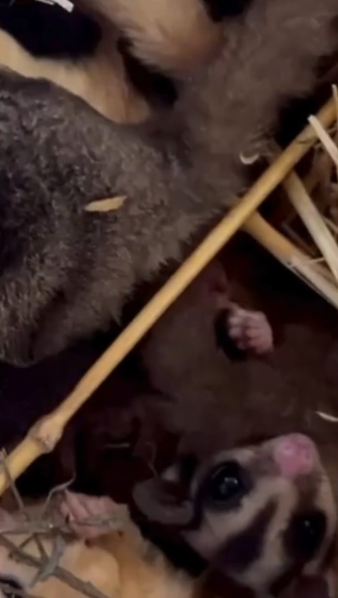 Isparta&rsquo;da 33 şeker plan&ouml;r&uuml; ve 2 Arap tavşanı ele ge&ccedil;irildi
