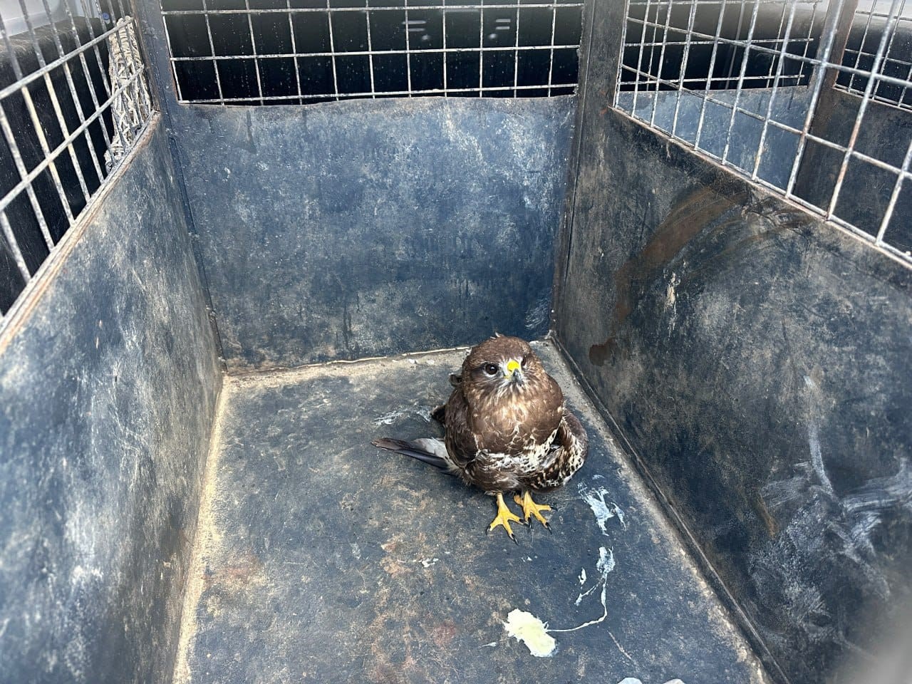 Seydikemer’de yaralı şahin tedavi altına alındı