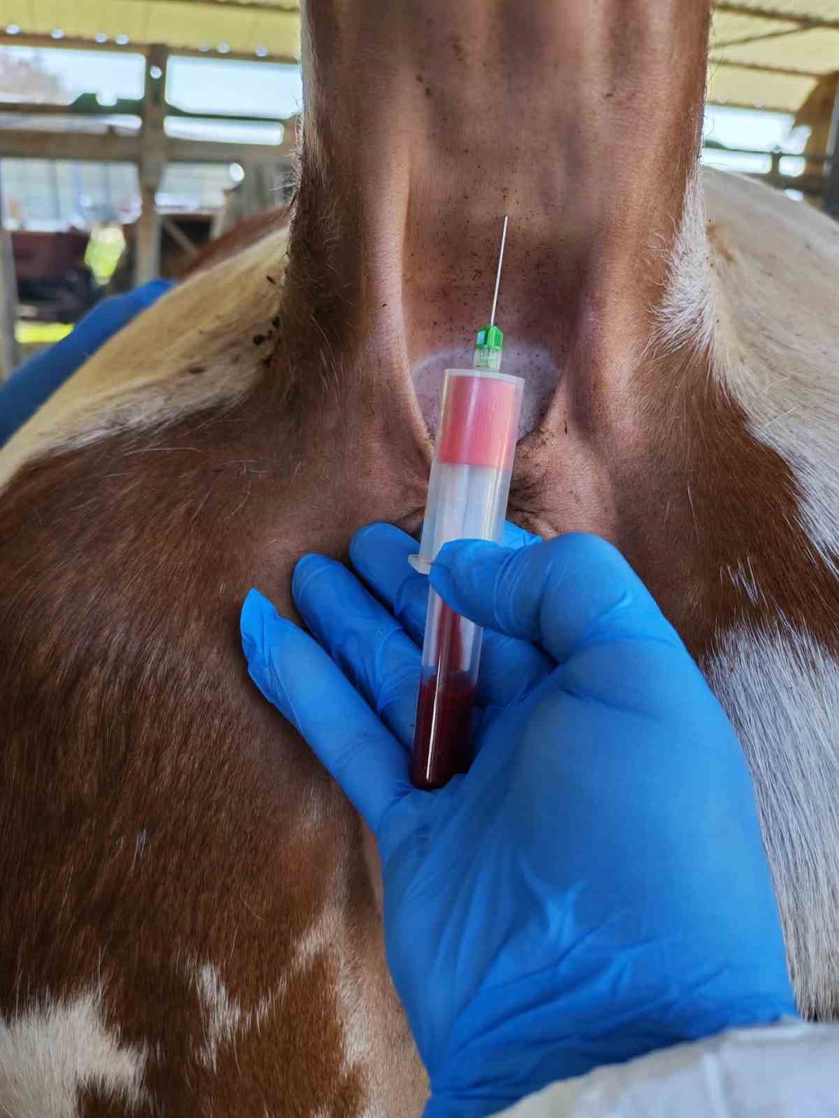 Ari işletmede t&uuml;berk&uuml;loz ve brusella testi yapıldı
