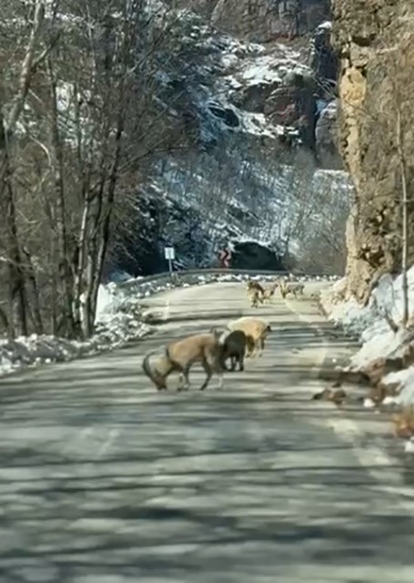Ovacık yolunda dağ keçisi sürüsü yolu kapladı