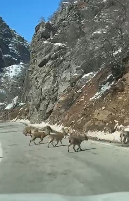 Ovacık yolunda dağ ke&ccedil;isi s&uuml;r&uuml;s&uuml; yolu kapladı
