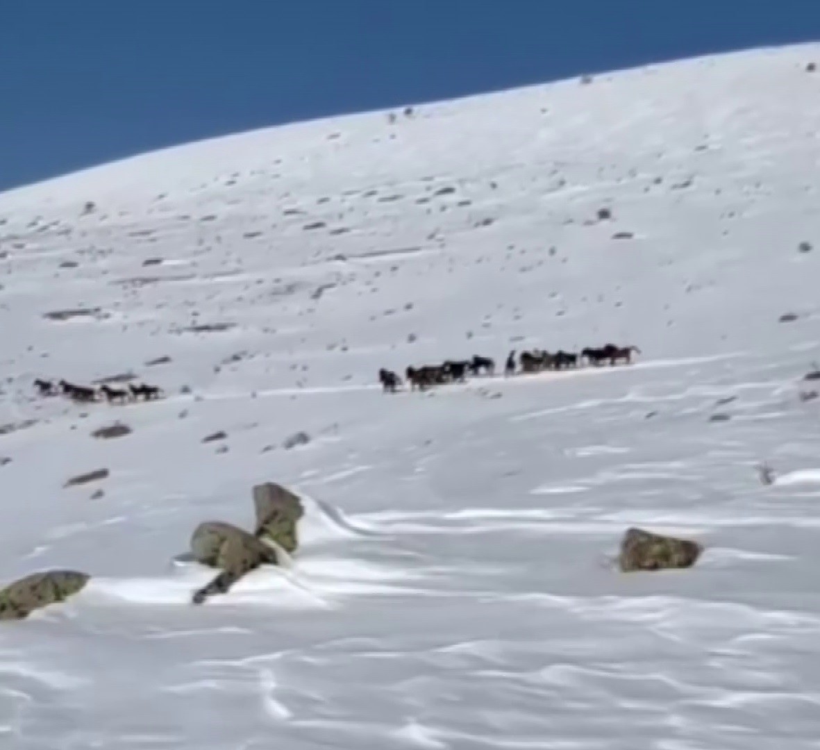 Yılkı atları karla kaplı doğada dans etti, o anlar cep telefonu kamerasına yansıdı