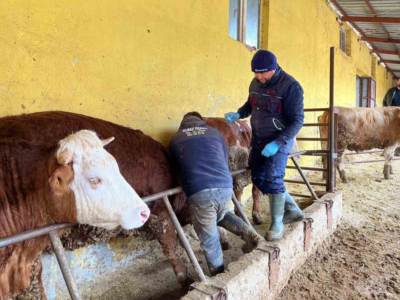 Tokat&rsquo;ta  şap hastalığına karşı yoğun mesai
