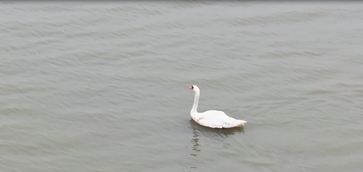 Ankara&rsquo;da d&uuml;şen kuğu Edirne&rsquo;de &ouml;zg&uuml;rl&uuml;ğ&uuml;ne kavuştu
