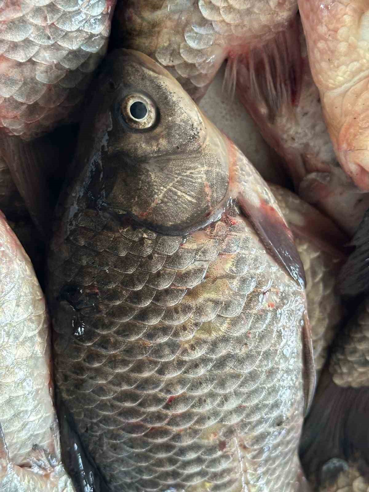 İstilacı İsrail sazanları balık&ccedil;ılara gelir kaynağı oldu
