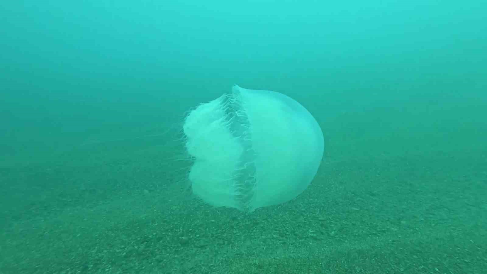 Poyraz, Akdeniz&rsquo;deki en b&uuml;y&uuml;k denizanası t&uuml;r&uuml;n&uuml; Antalya K&ouml;rfezi&rsquo;ne soktu
